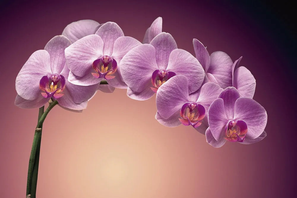 orchid