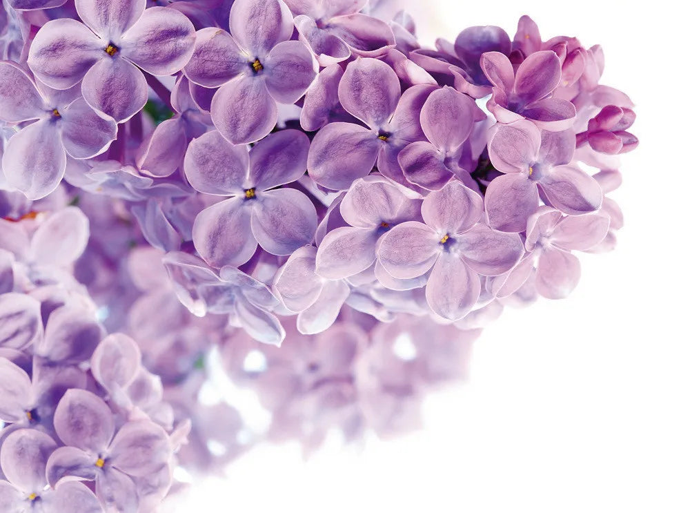 lilac
