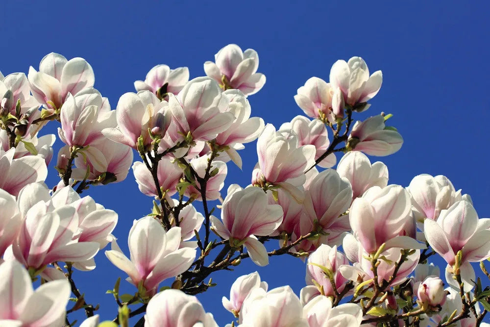 magnolia