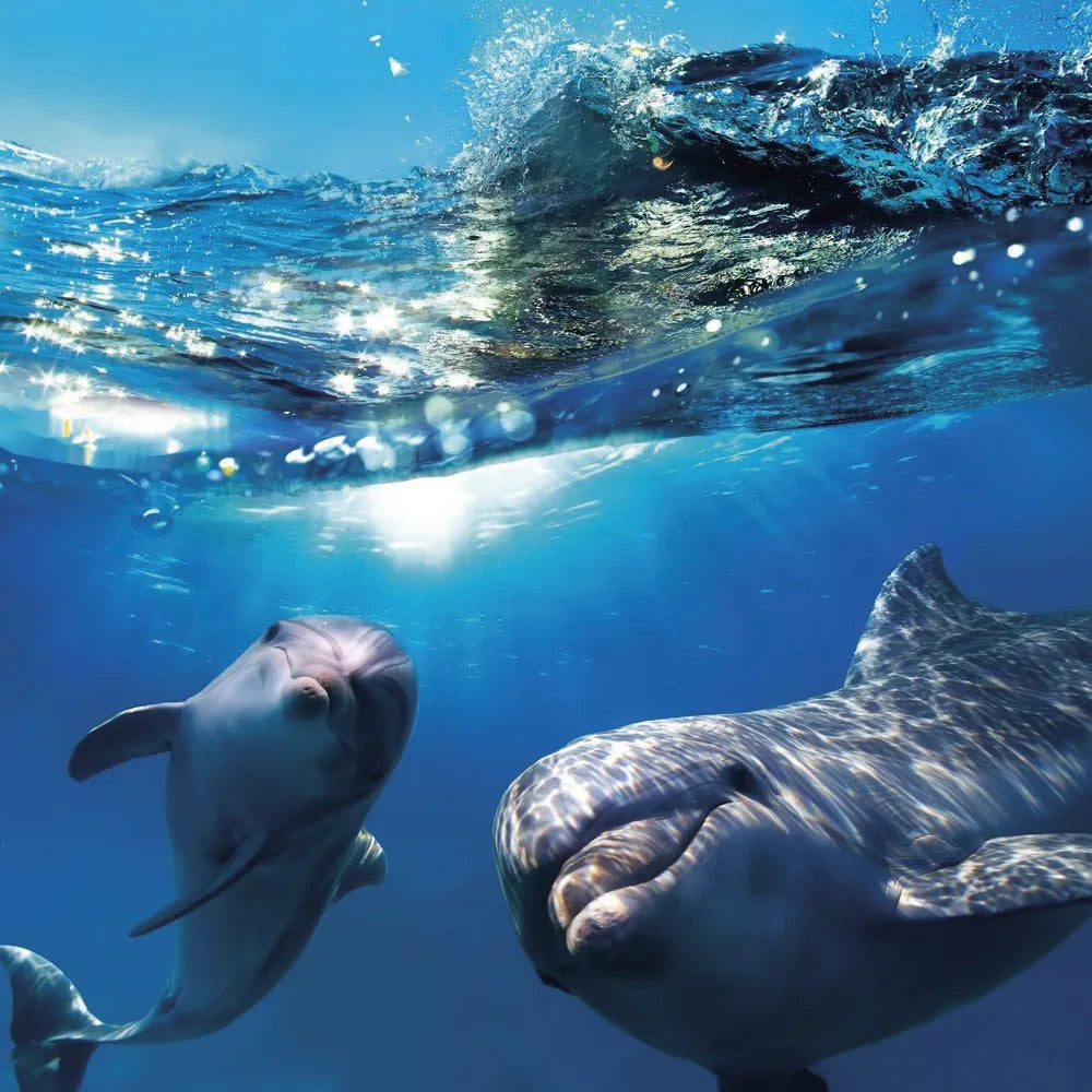 Dolphins under water