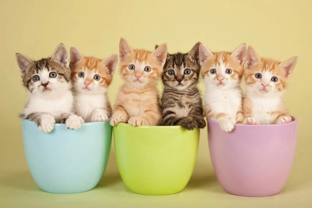Kittens