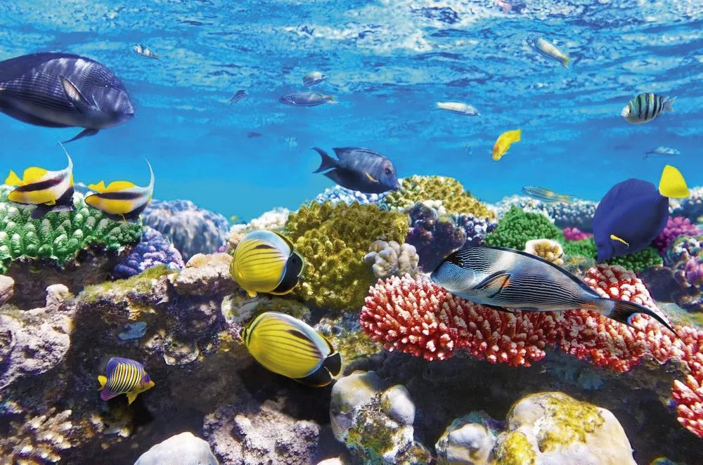 Fish under water