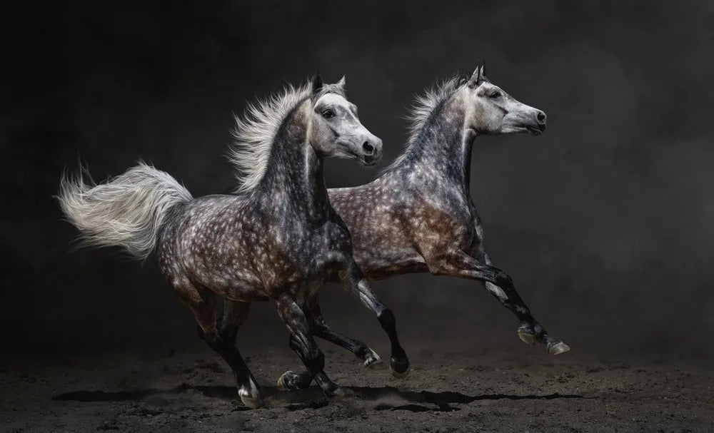 Horses, Arab