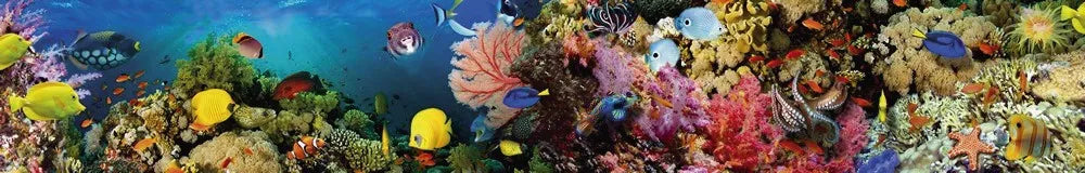 Fish and corals