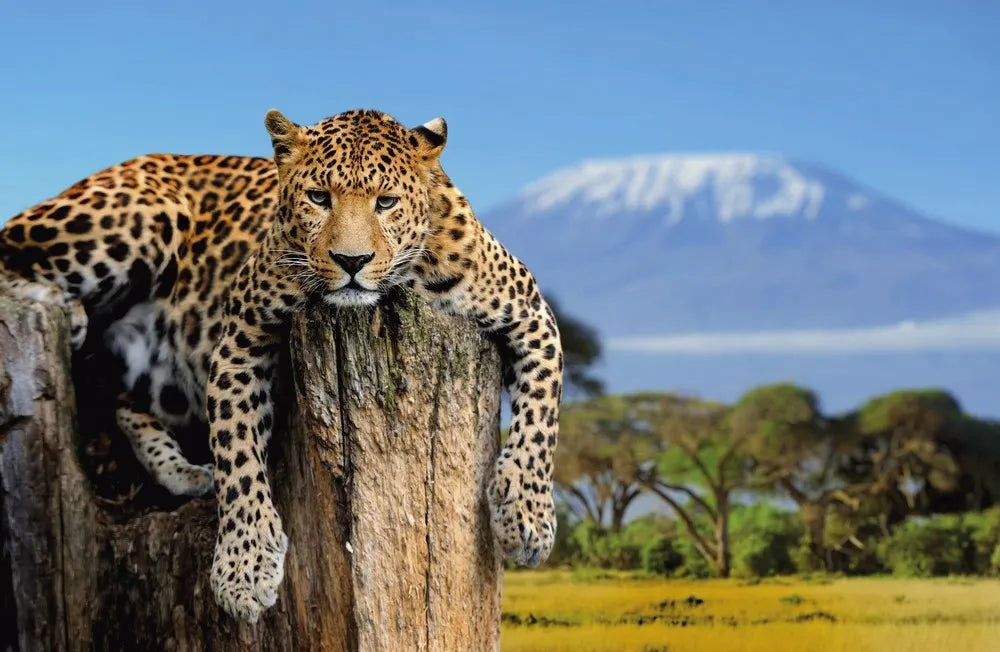 Leopard