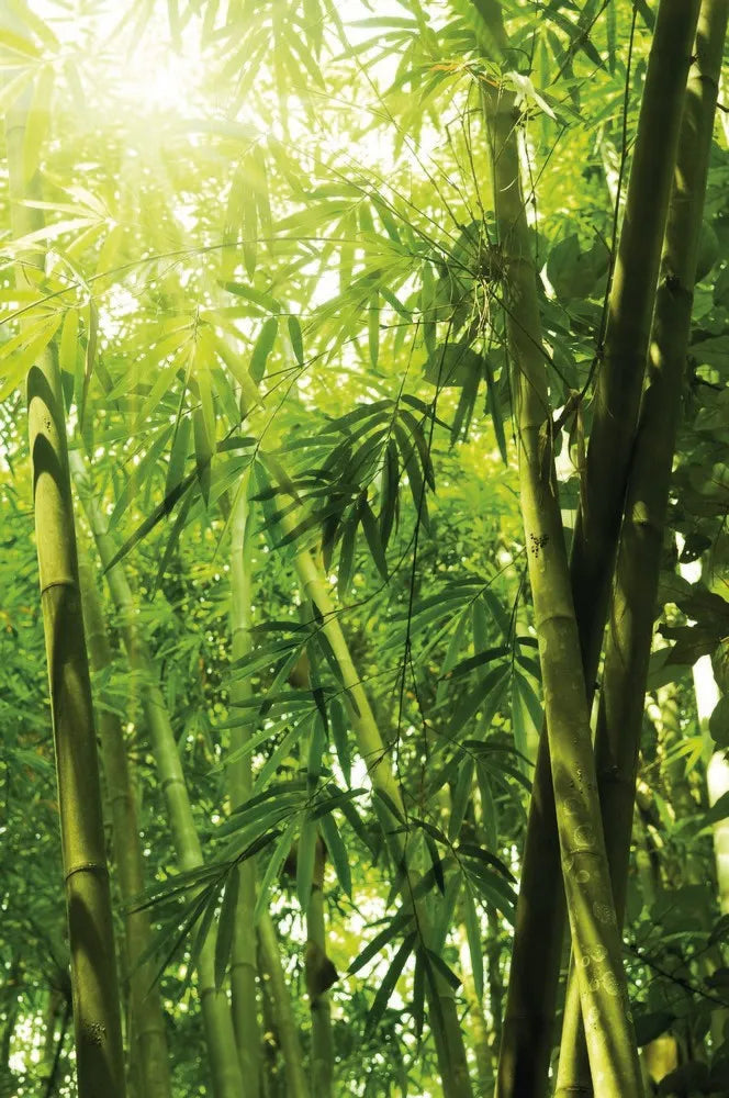 Bamboo