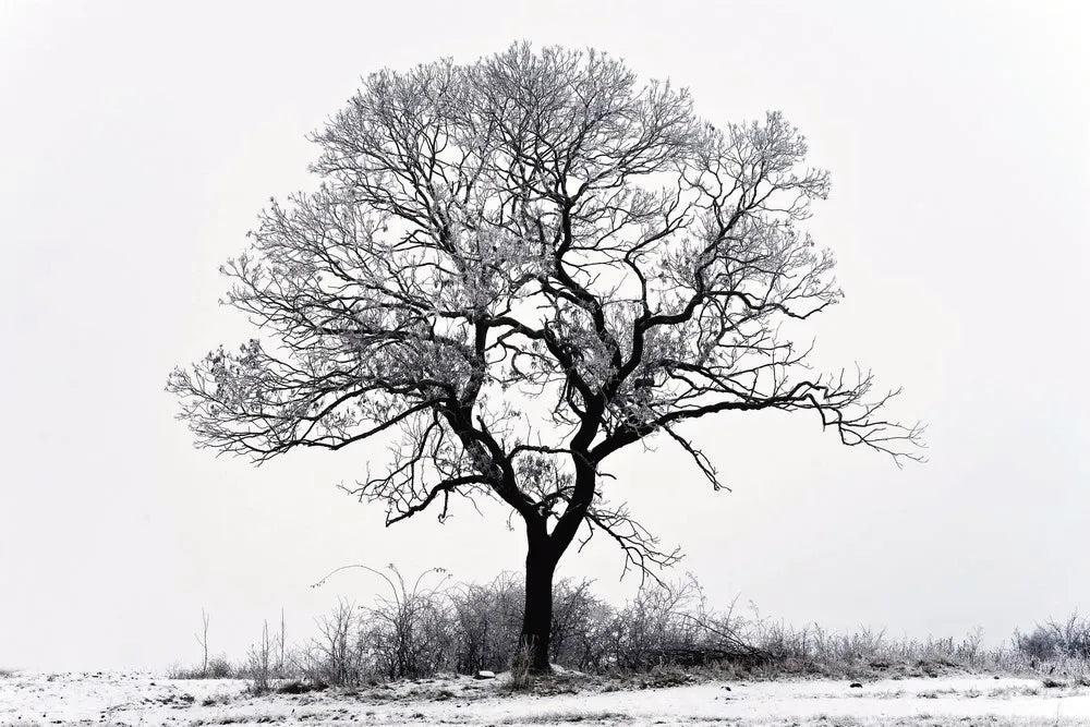 Lonely tree