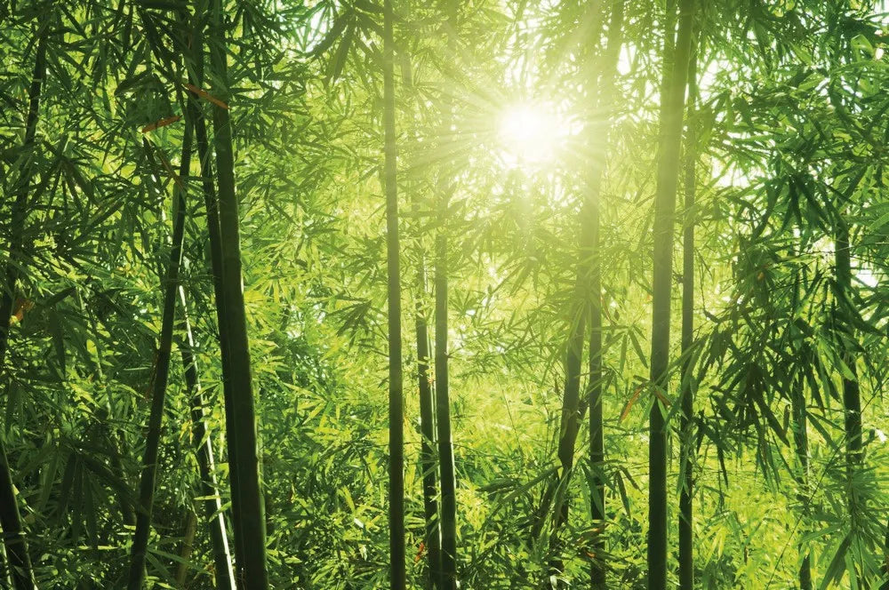 Bamboo forest