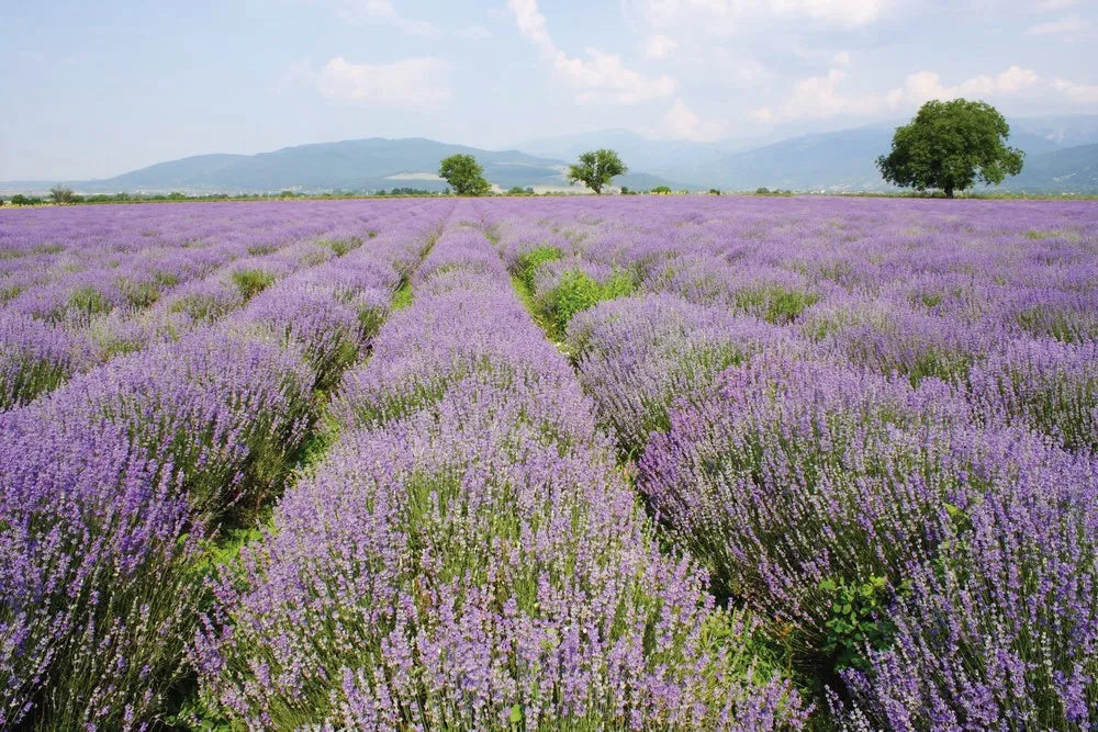 Lavender field