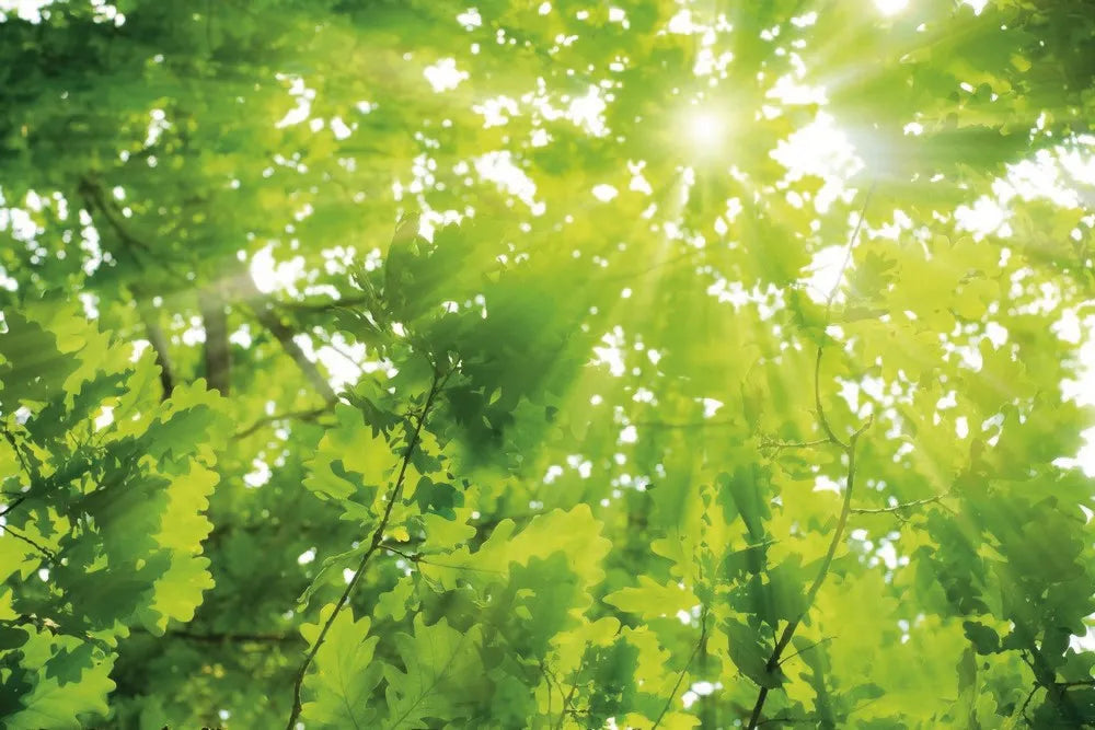 The sun through the leaves