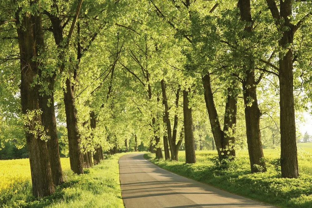 The trees near the road
