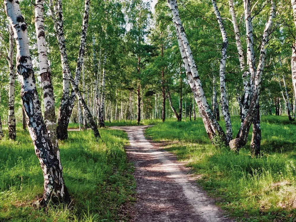 Birch grove, forest