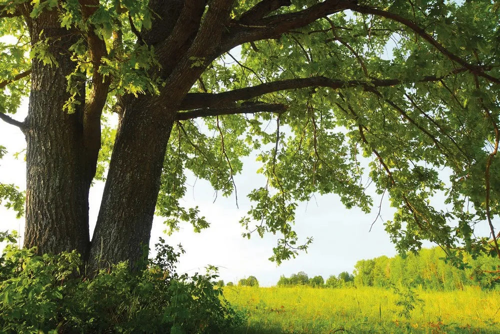 Trees in the meadow