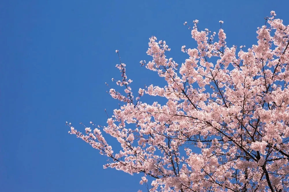 Cherry blossoms