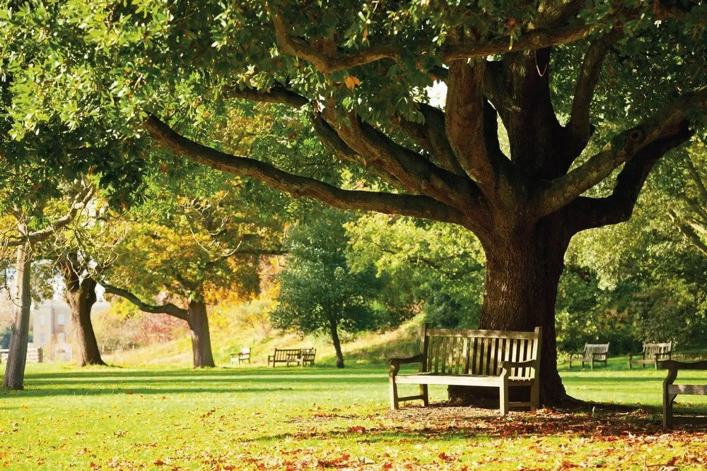 Park benches, oak