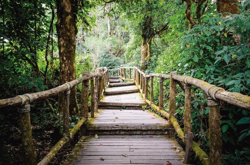 The bridge in a dense forest