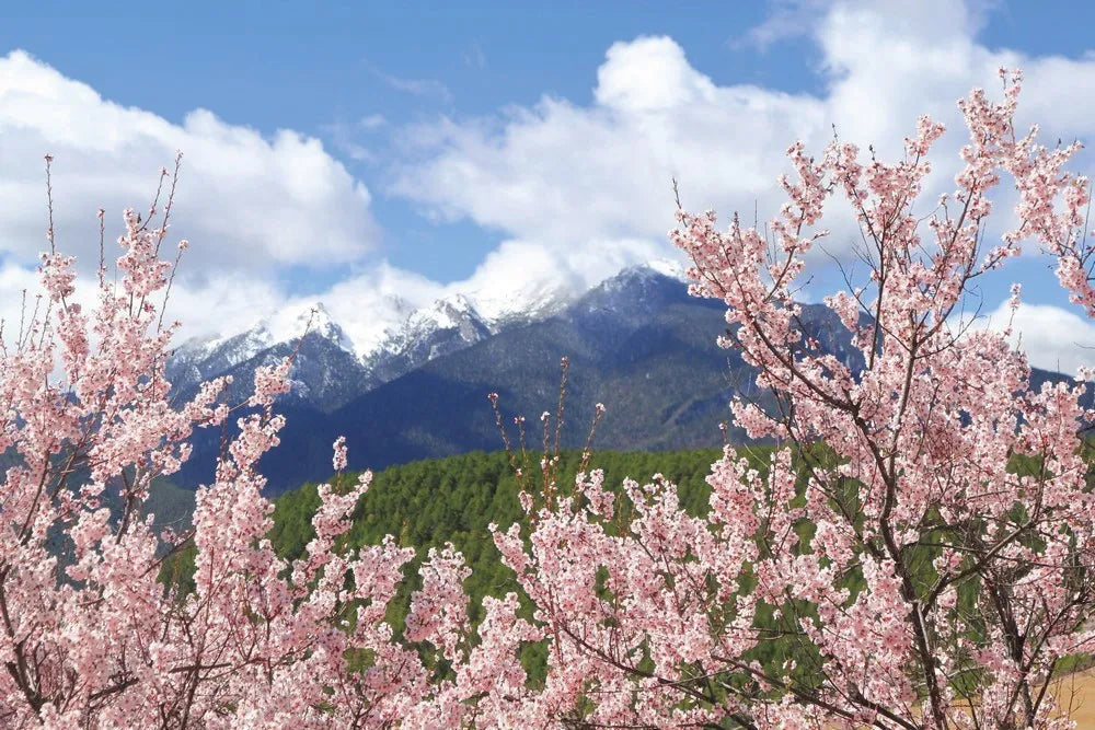 The cherry blossoms