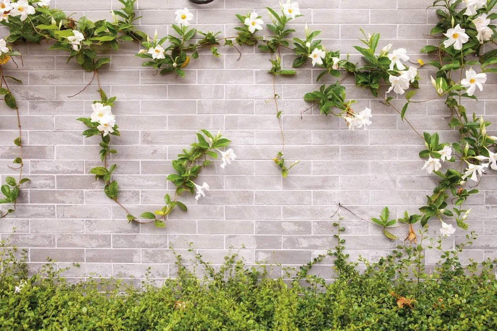 Flowers on a brick wall