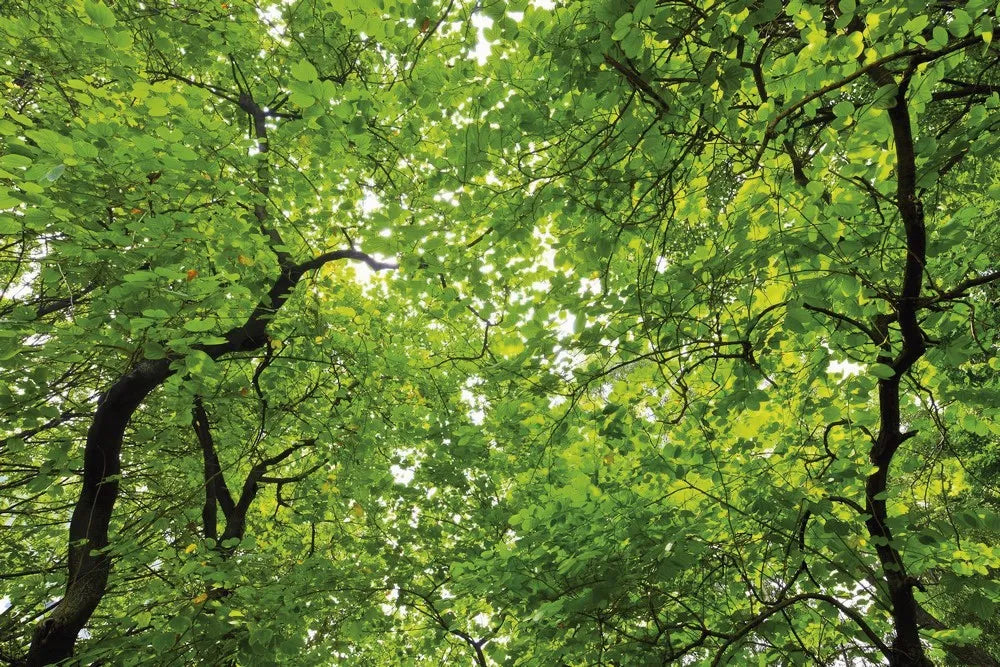 The branches of the trees in the forest
