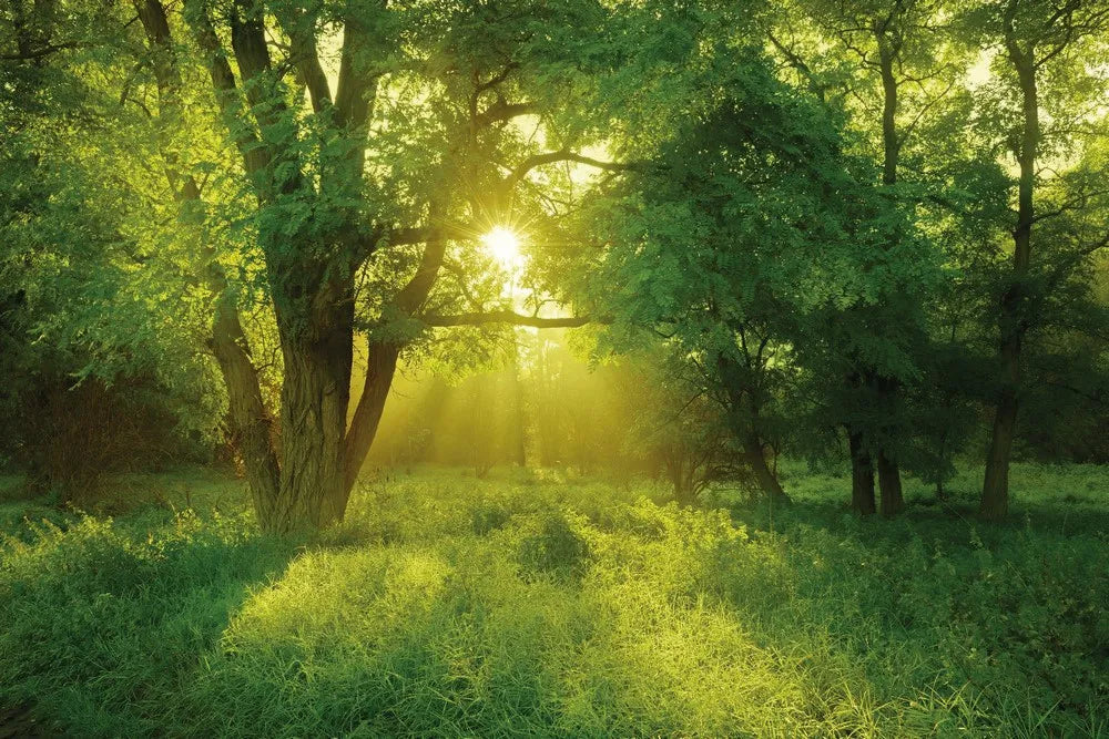 Green forest