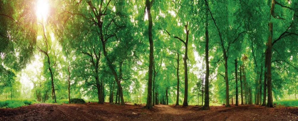 Dense forest