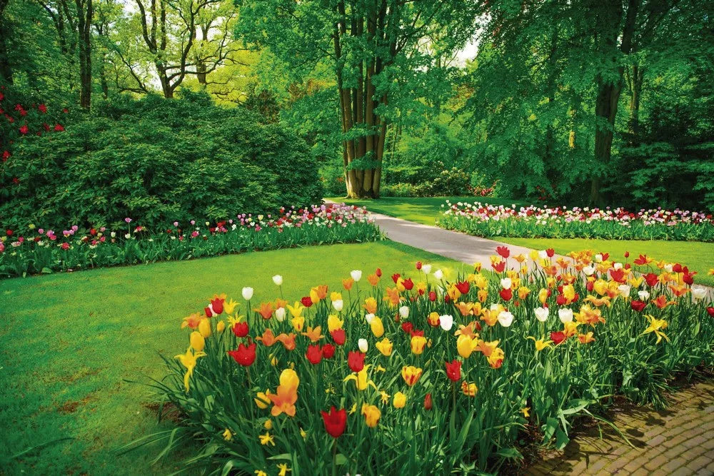 The Tulip garden