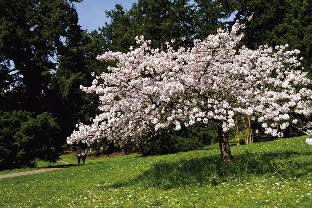 Flowering tree