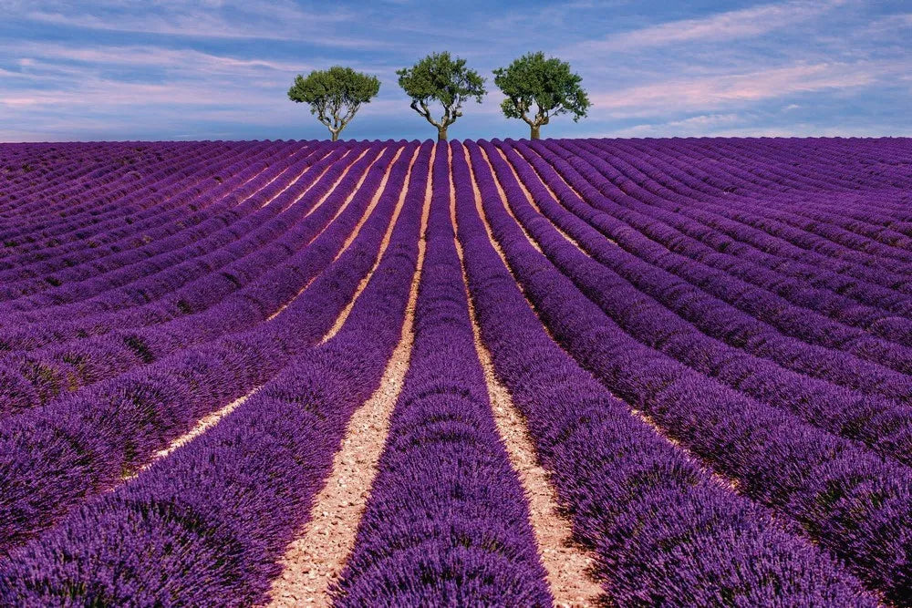 Lavender field