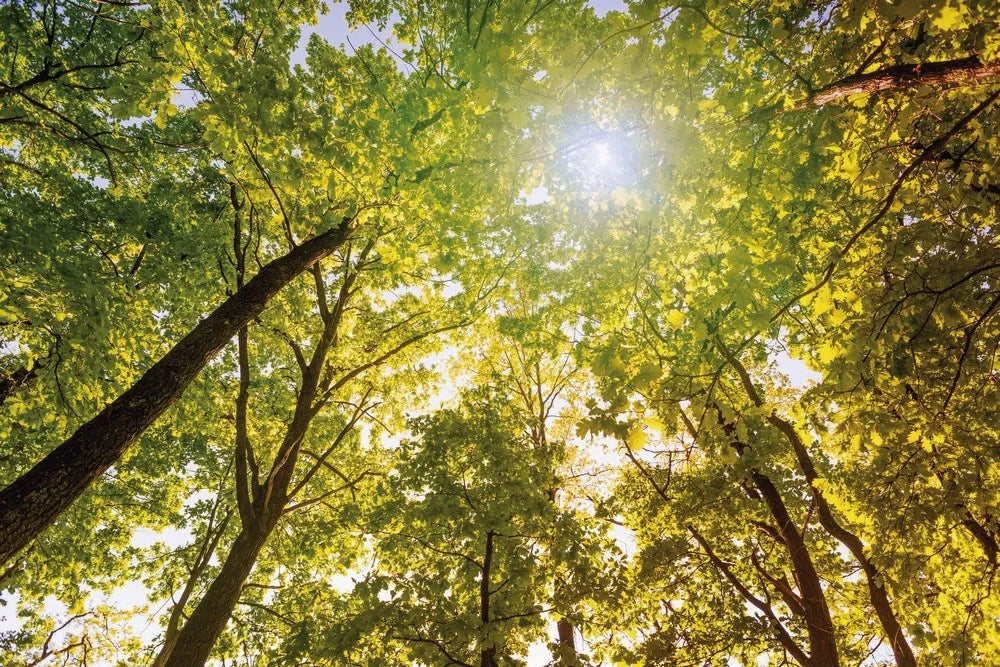 The tops of the trees