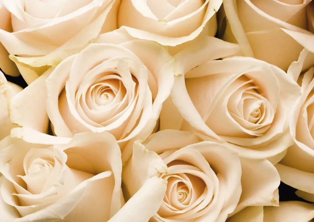 Roses, bouquet