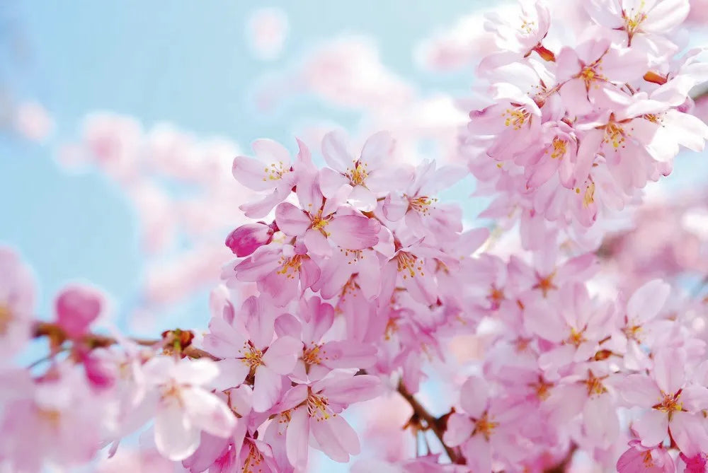 Cherry blossoms