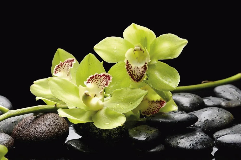 Orchid on the rocks