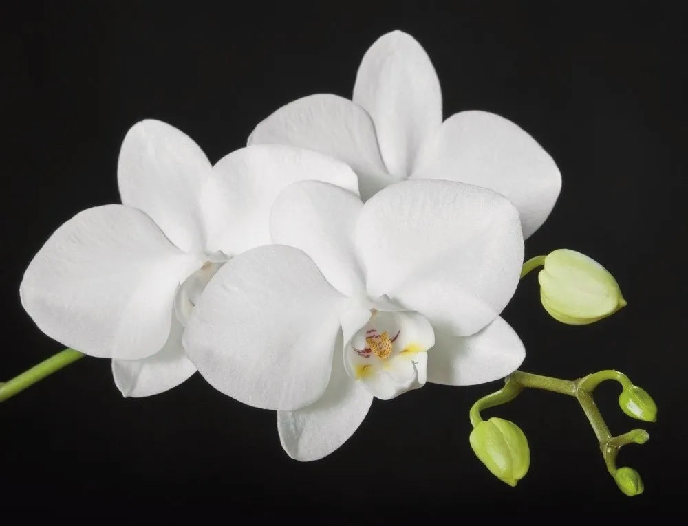 White Orchid