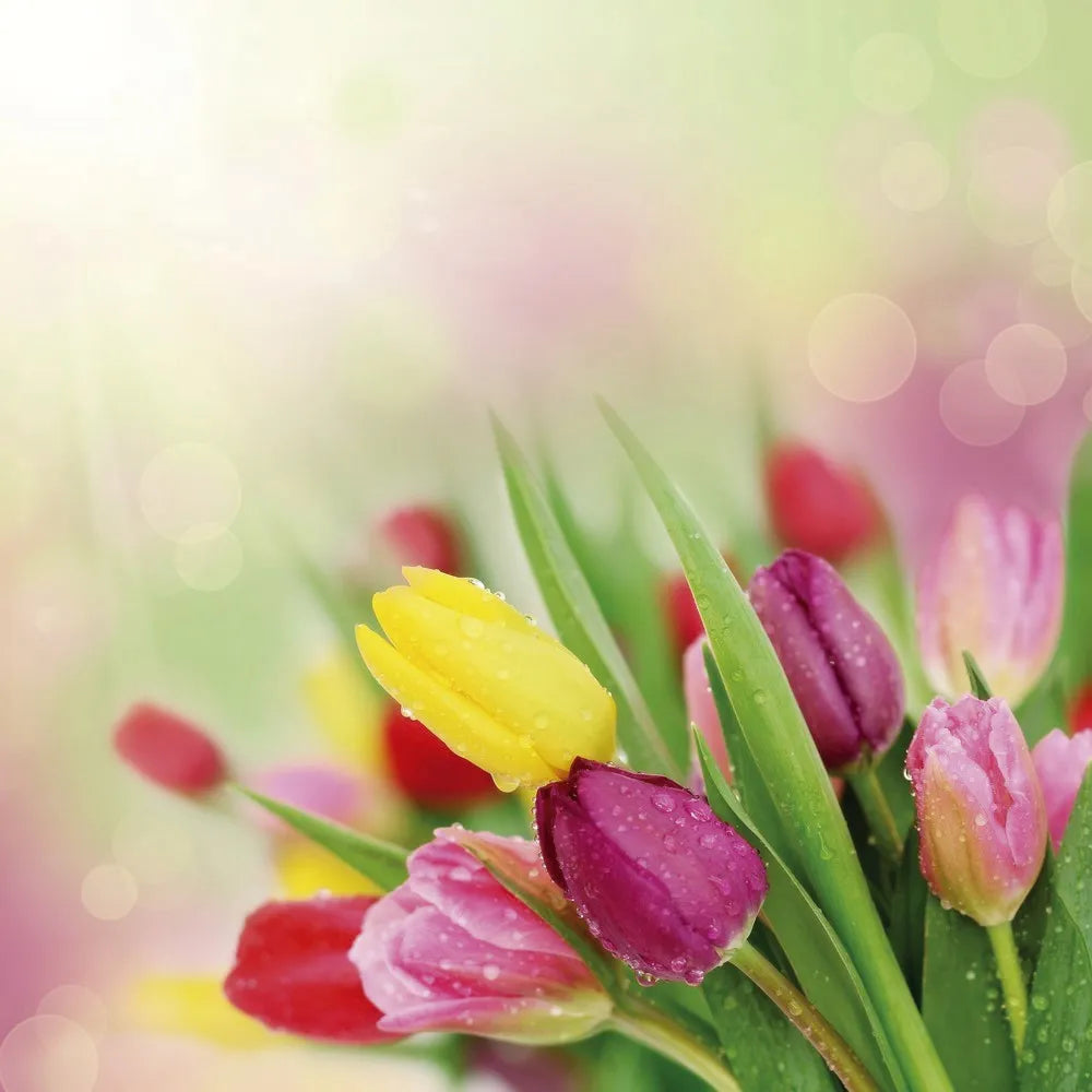 Tulips