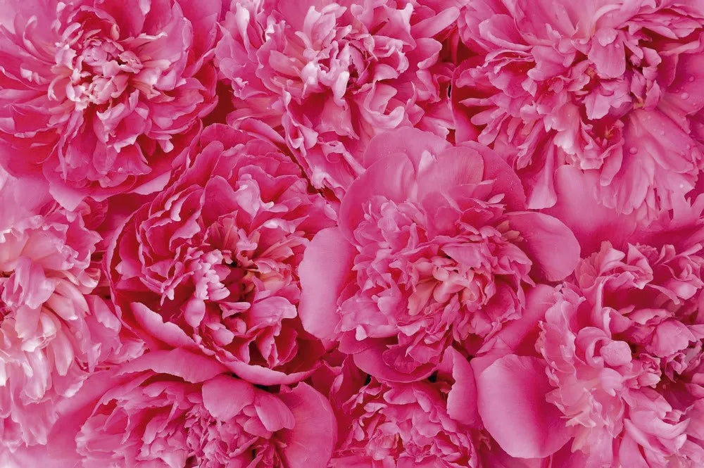 Chrysanthemum