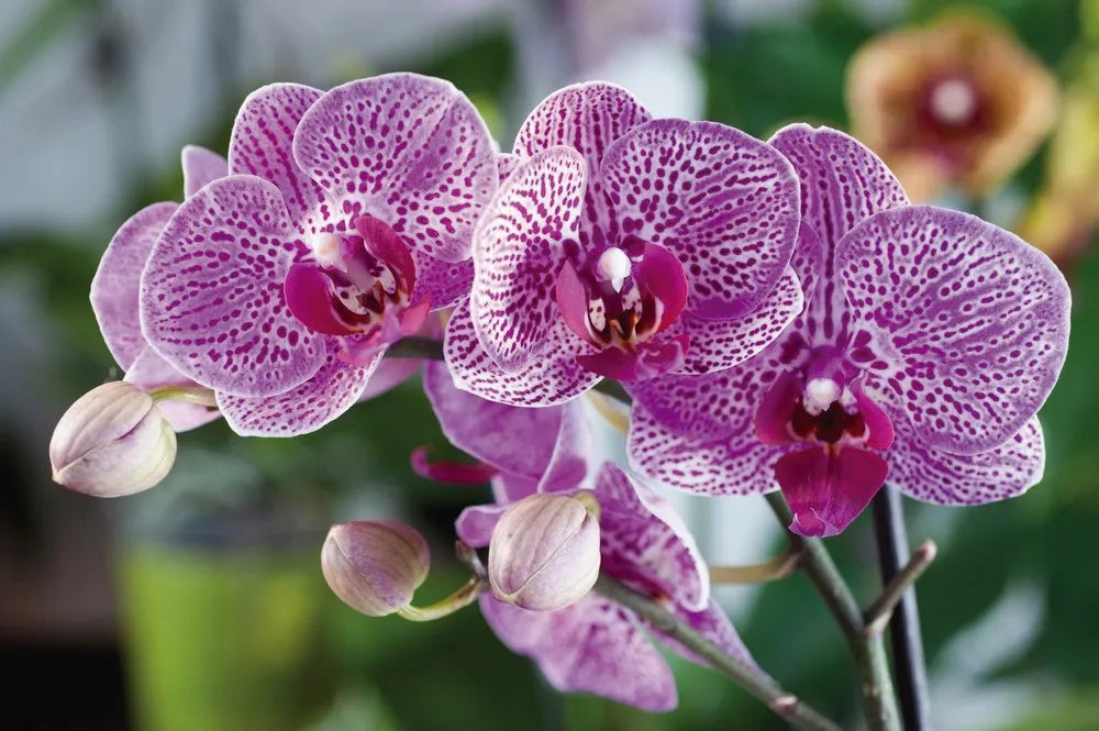 Orchid