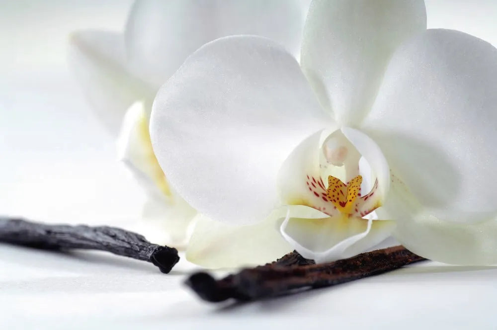 White Orchid