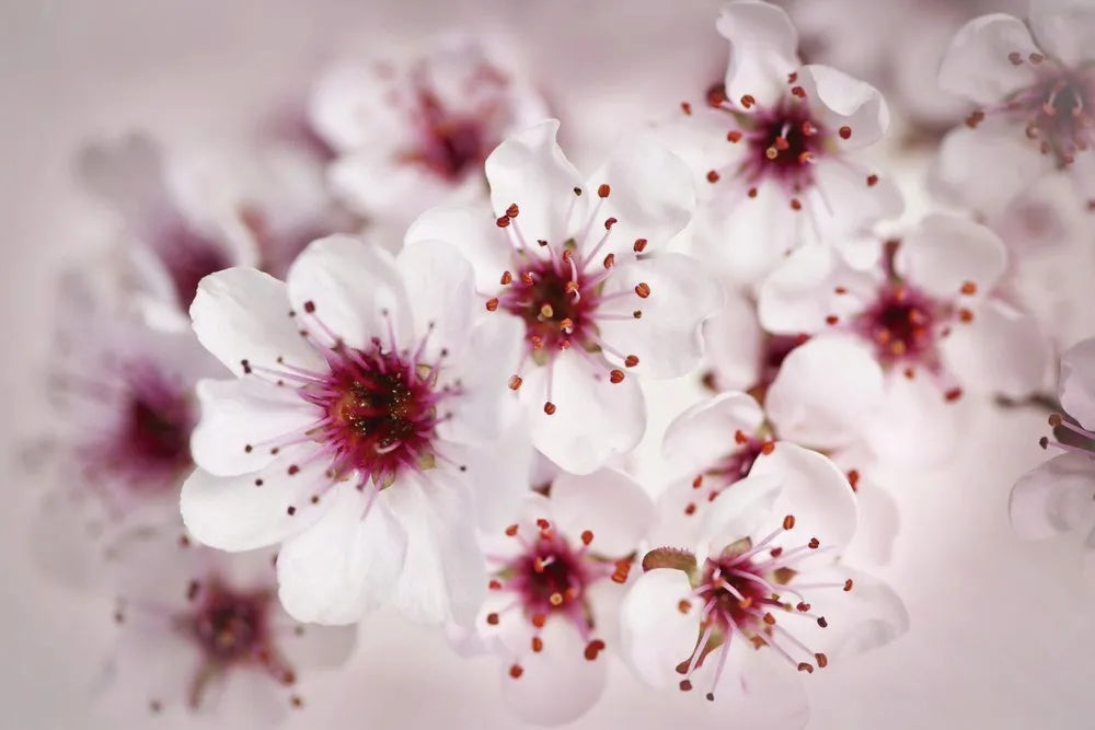 Cherry blossoms