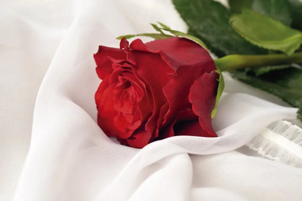 Red rose