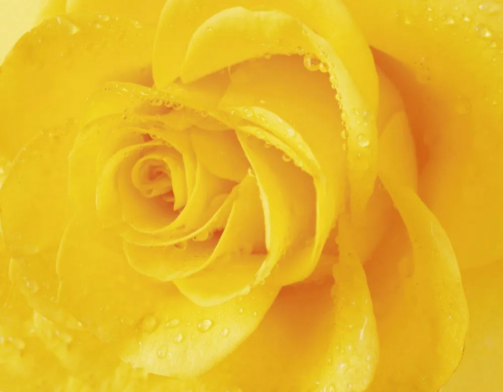 Yellow rose