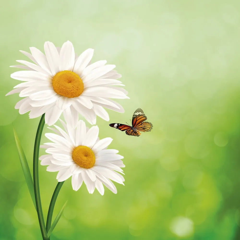 Daisies and butterfly