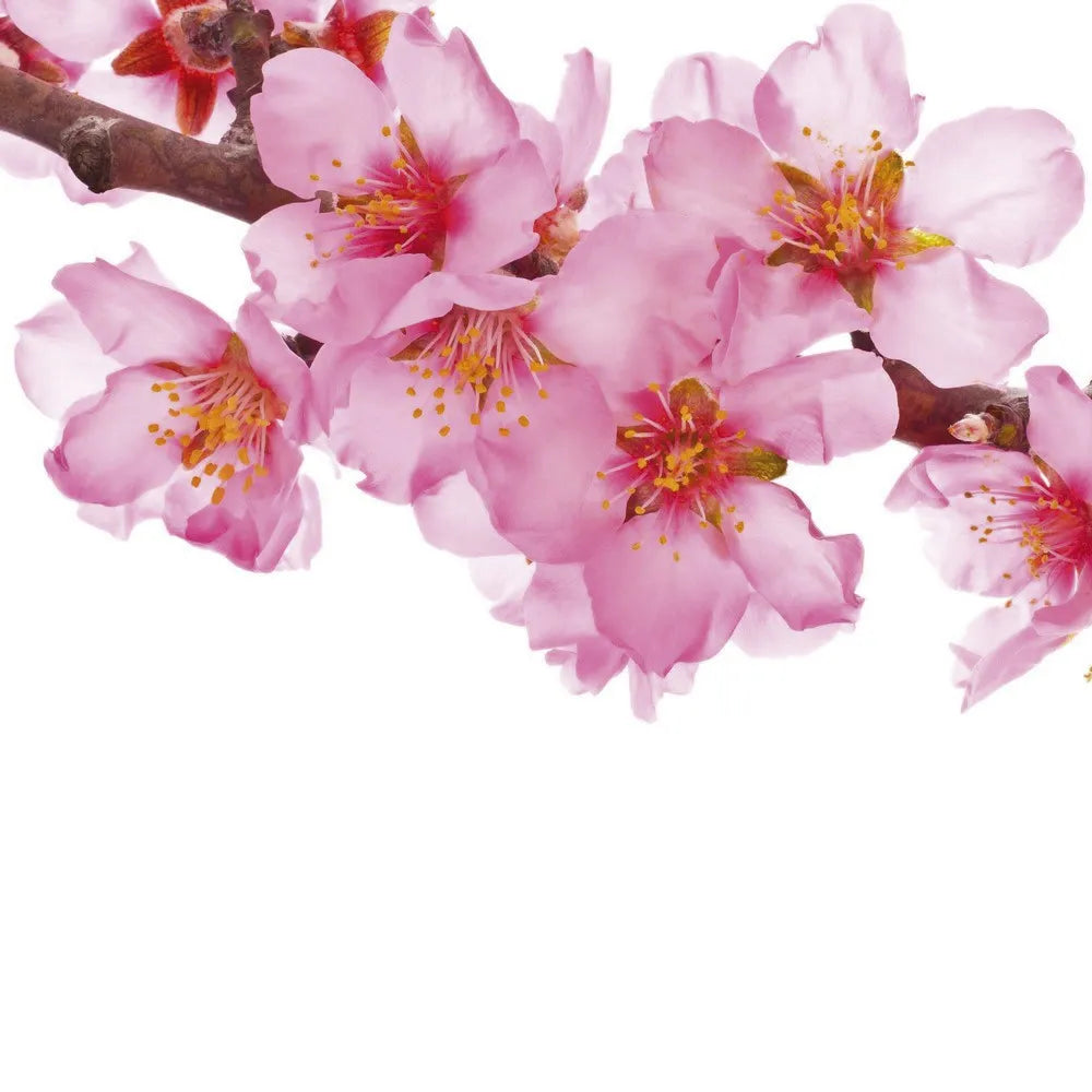 Flowering almond