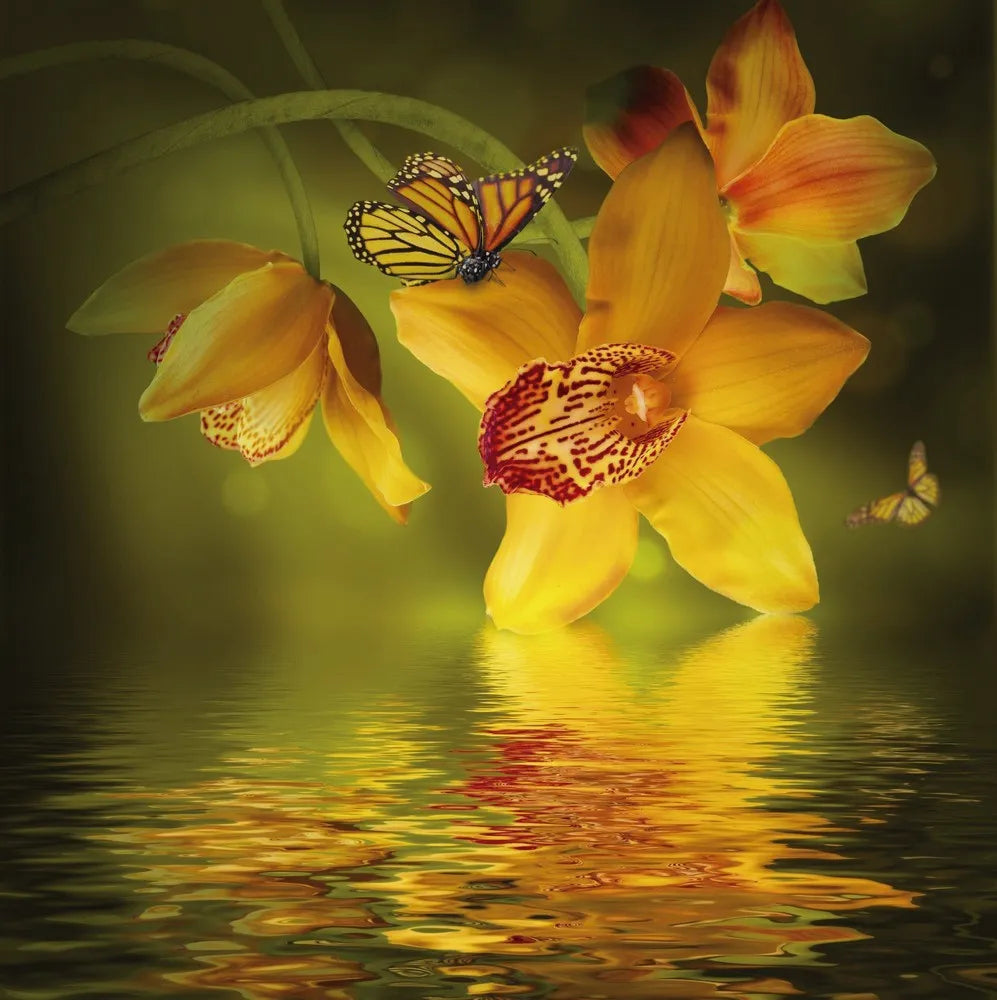 Orchid and butterfly