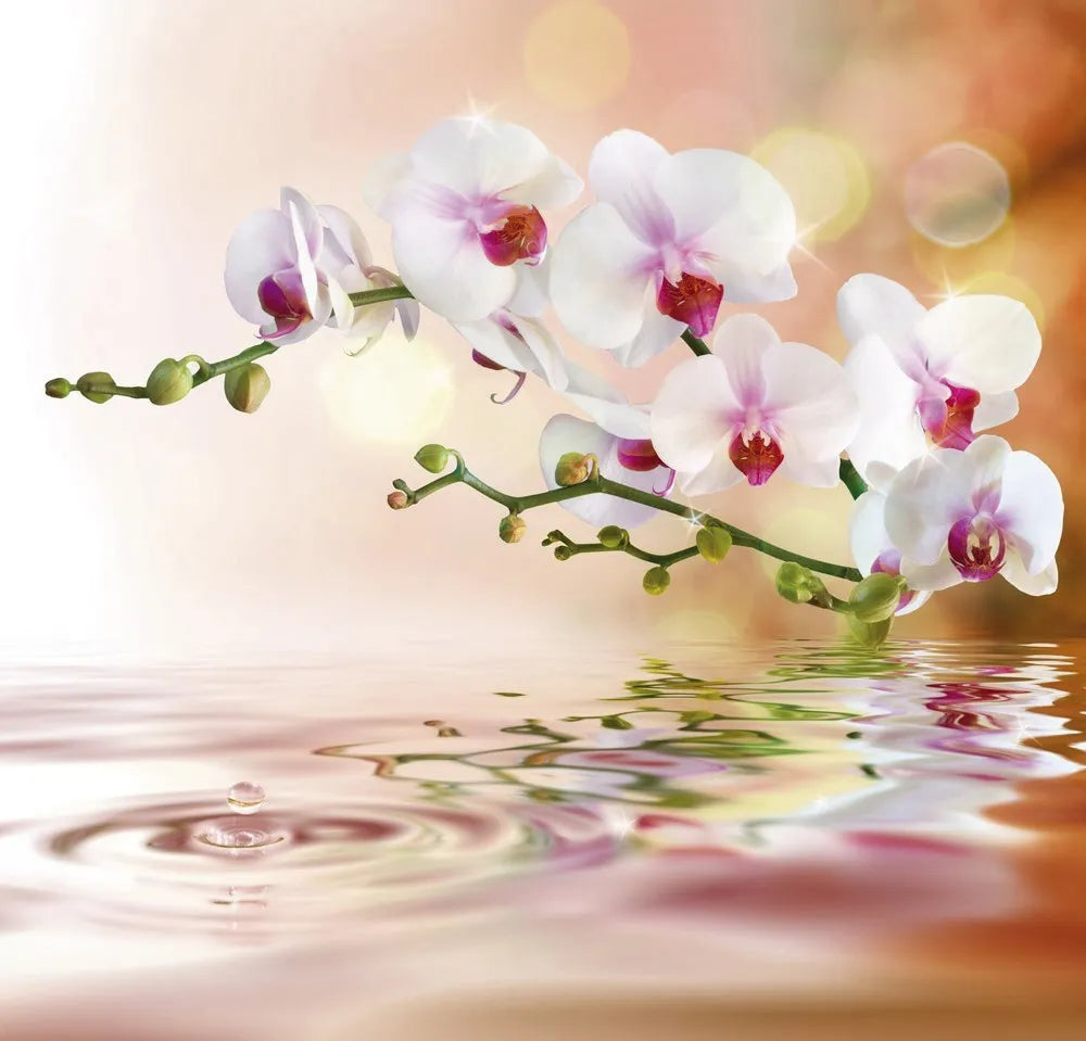 White Orchid by the water