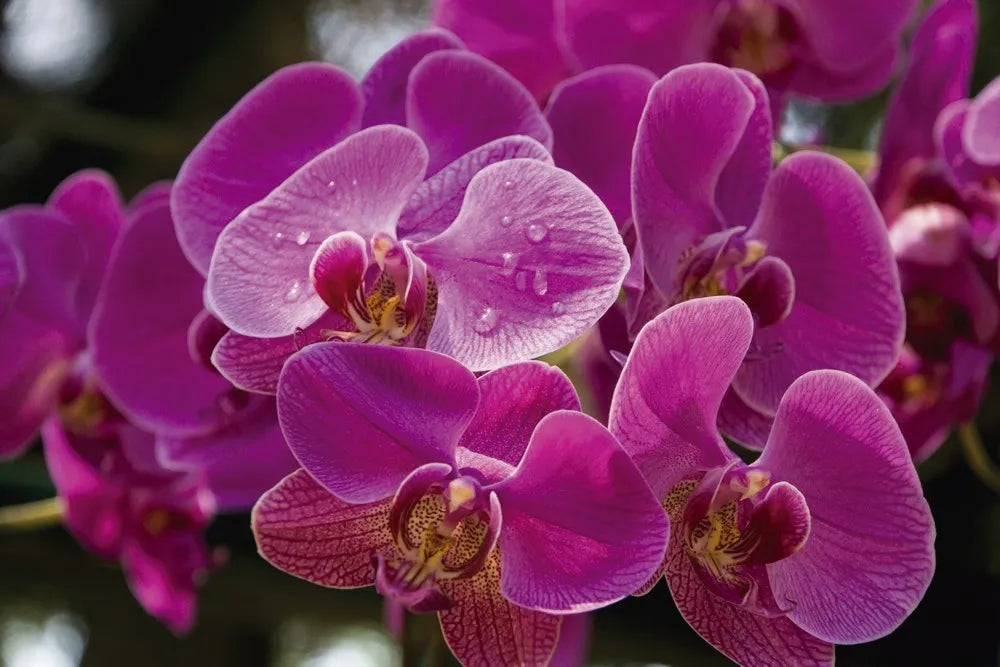 Orchids
