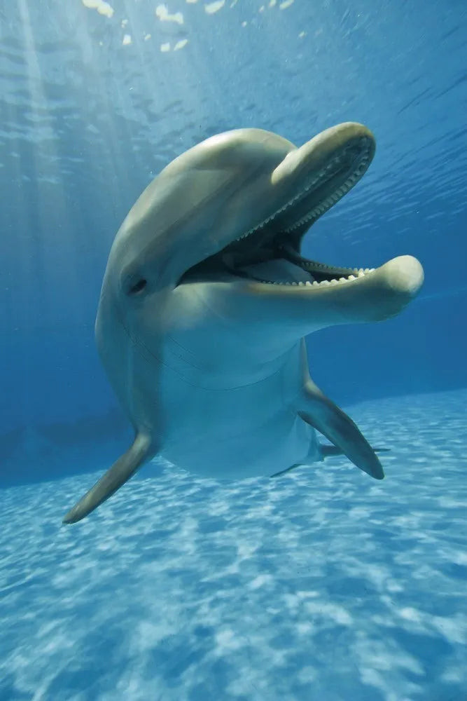 Dolphin