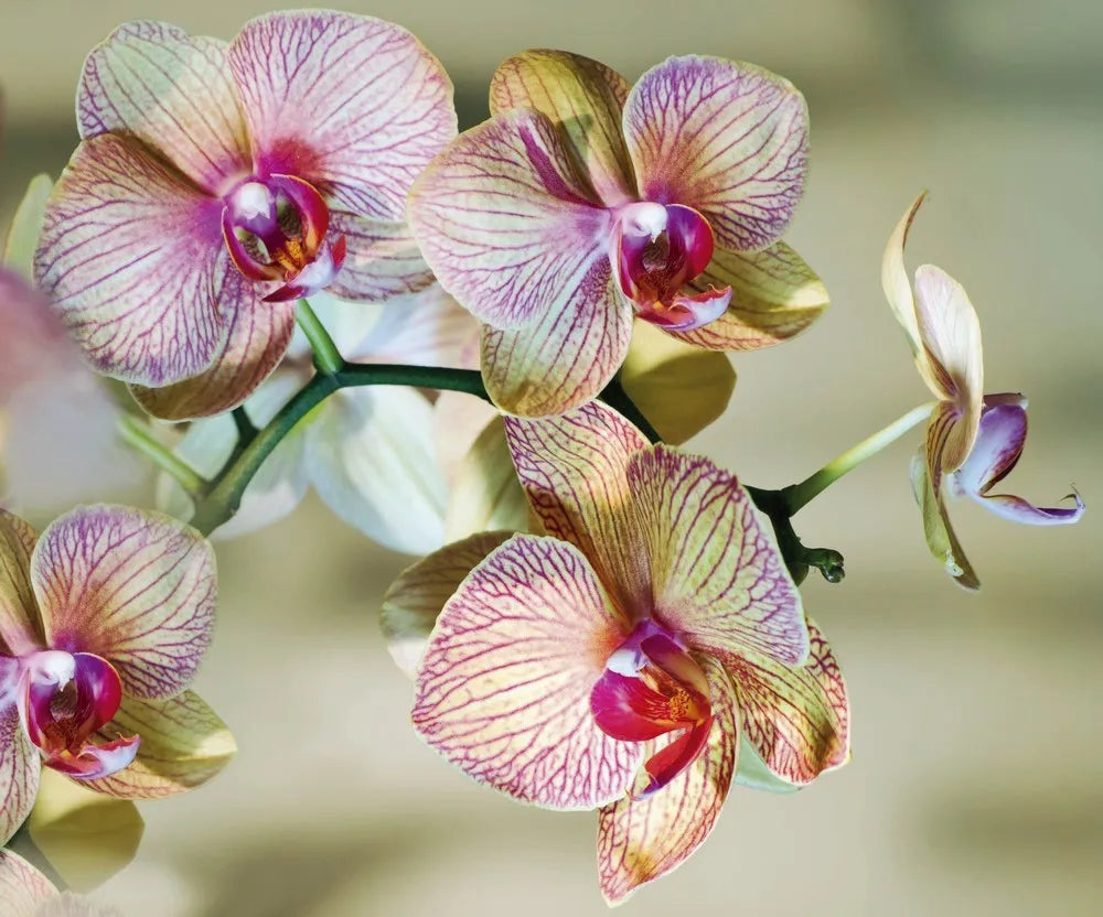 Orchid