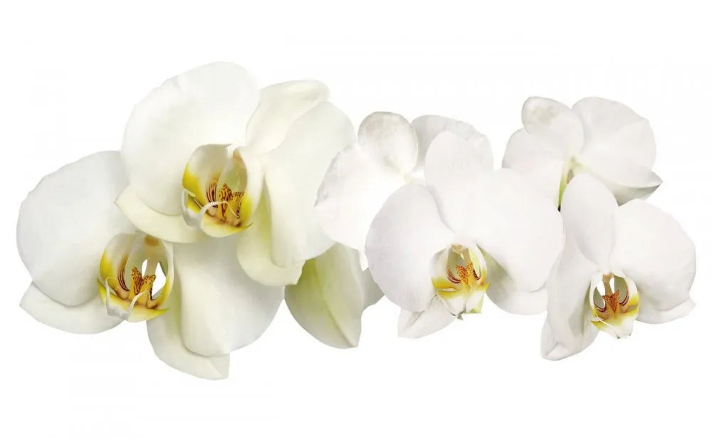 White orchids