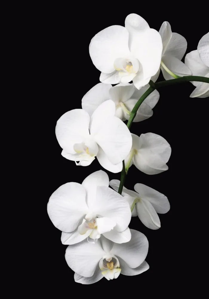 White orchids