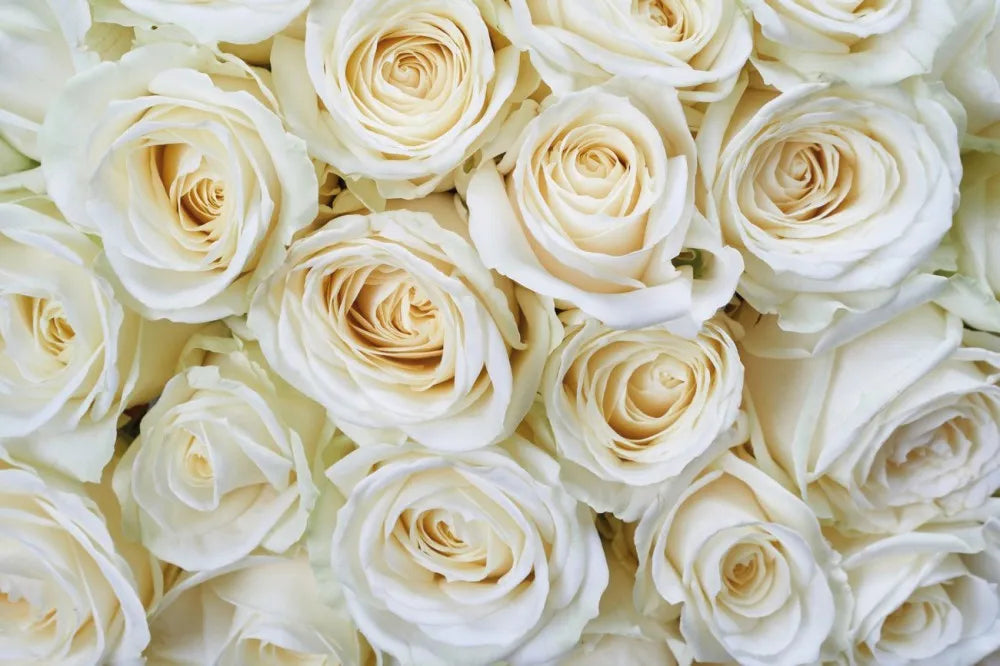 Roses